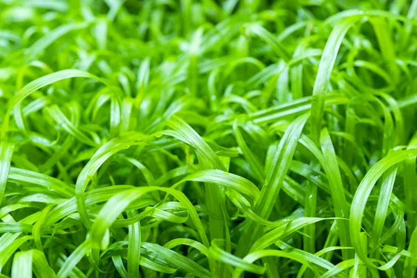 Groen Gras Bladeren — Stockfoto