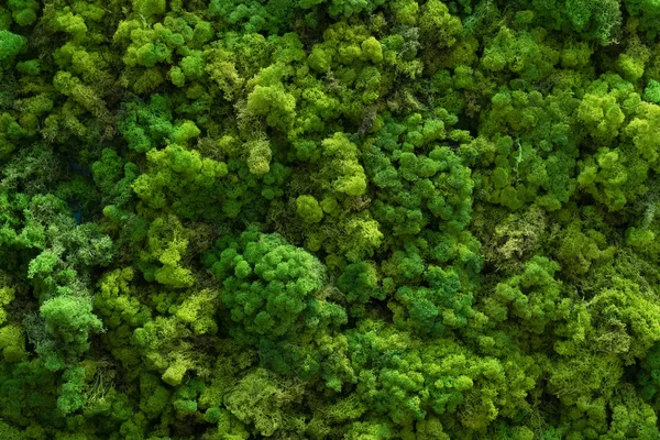 Erba Verde Foglie — Foto Stock