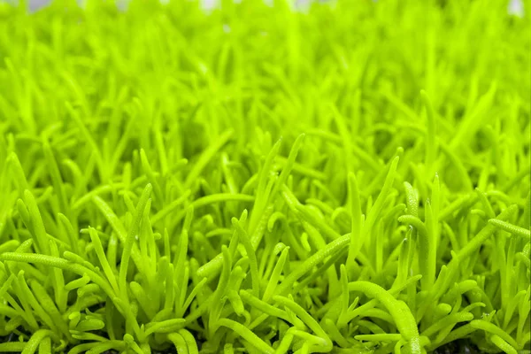 Зелена Трава Листя — стокове фото