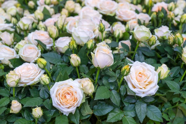 Flores Rosa Blanca Hierba — Foto de Stock