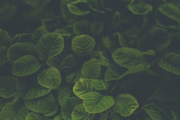 Yeşil Yaprak — Stok fotoğraf