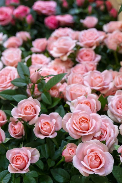 Ramo Rosas Rosadas Jardín — Foto de Stock