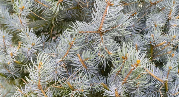 Fir Tree Branches Close Shot — Stock Photo, Image