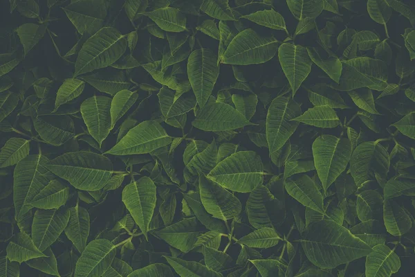 Yerde Yeşil Yapraklar — Stok fotoğraf