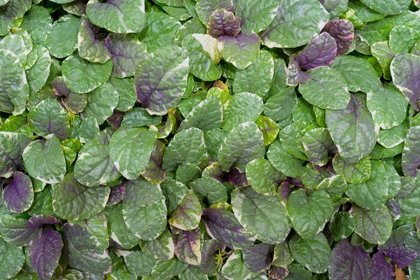 Groen Gras Bladeren — Stockfoto