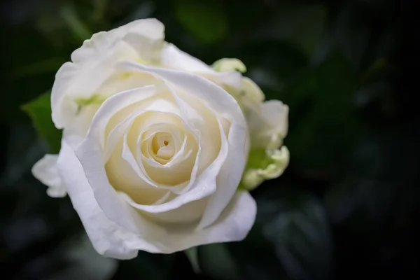 Rosa Blanca Sobre Fondo Negro — Foto de Stock