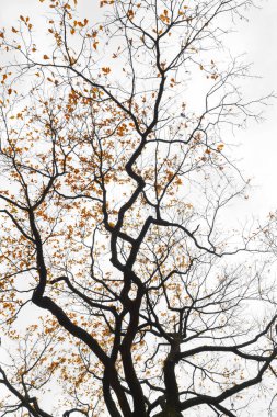 Ağaç dalları üzerinde mavi gökyüzü