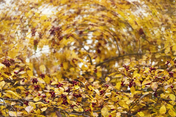 Hermoso Árbol Otoño Con Hojas Amarillas —  Fotos de Stock