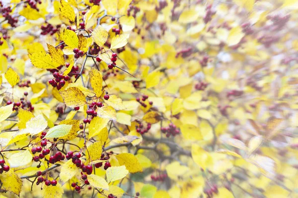 Bela Árvore Outono Com Folhas Amarelas — Fotografia de Stock
