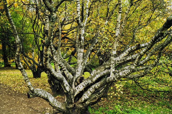 Parkta sonbahar ağaçları.