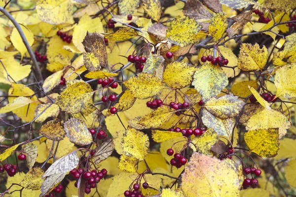 Hojas Coloridas Otoño Árbol —  Fotos de Stock