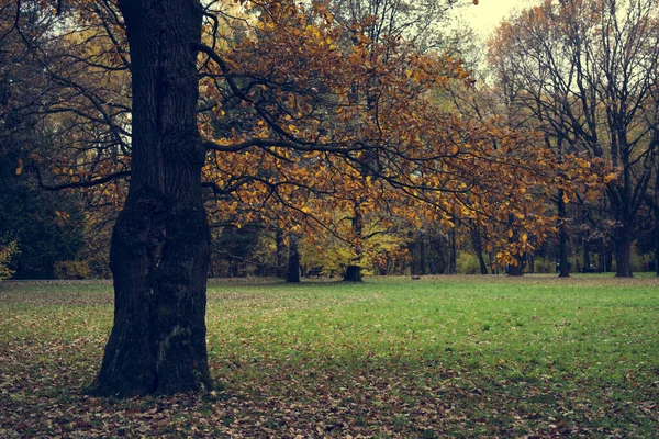 Höstskog Parken — Stockfoto