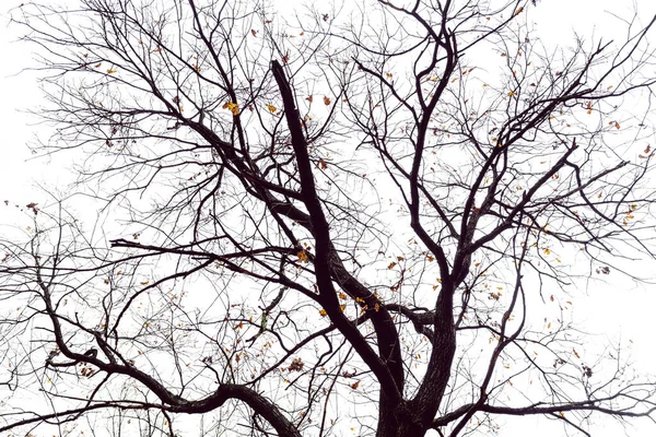 Odd Shape Tree Branches Sky Clouds Background — Stock Photo, Image