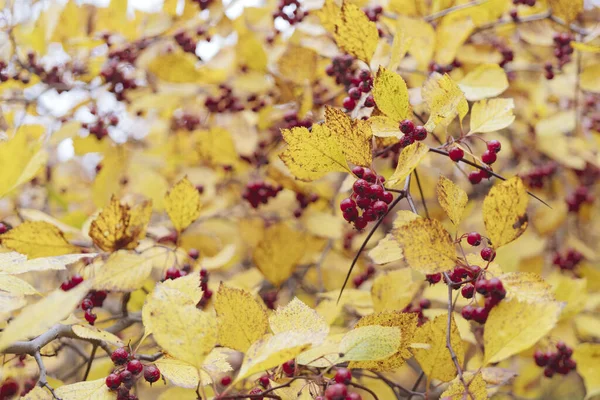 Flores Amarelas Árvore — Fotografia de Stock