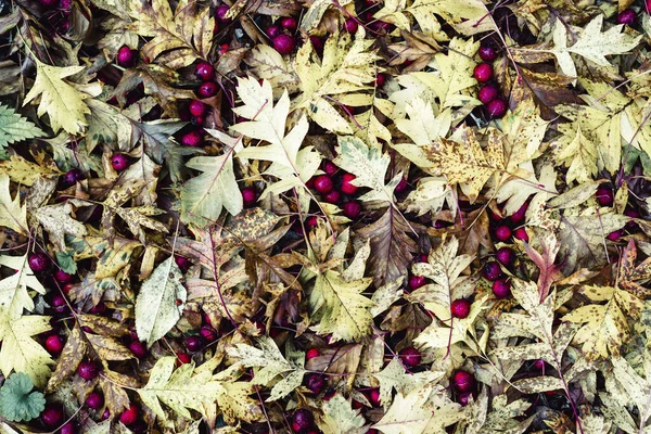 Colorful Background Autumn Leaves — Stock Photo, Image