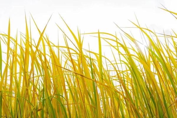 Weizenähren Auf Dem Feld — Stockfoto