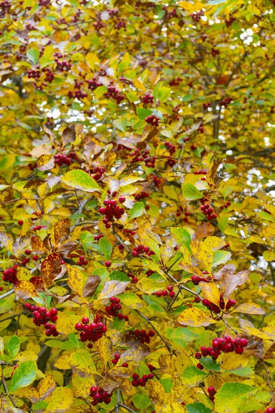 Folhas Bordo Coloridas Parque Outono — Fotografia de Stock