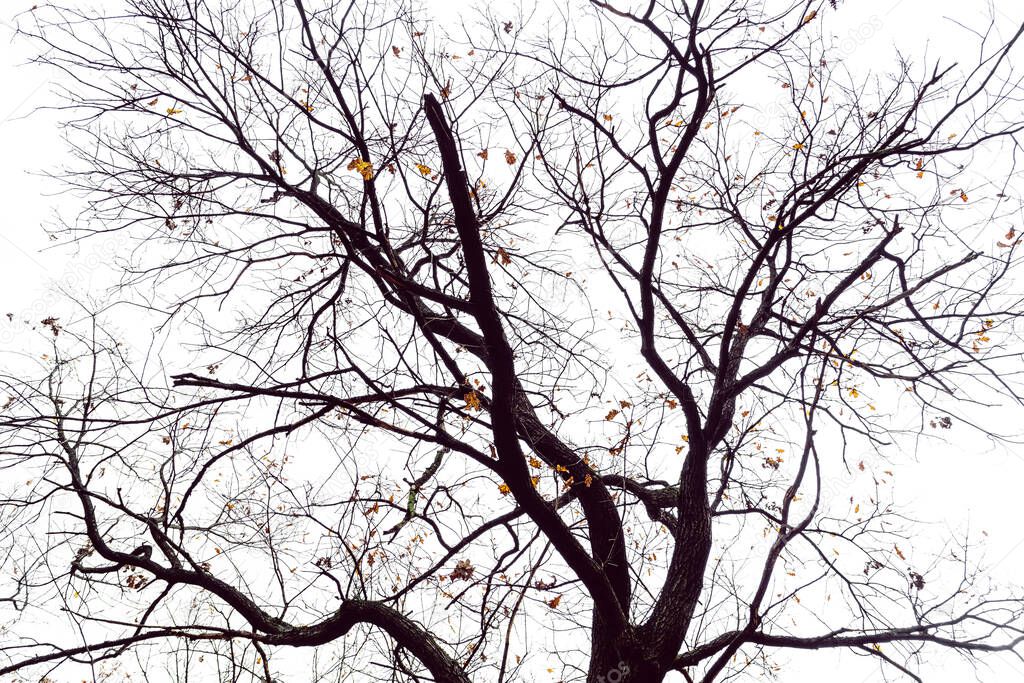 odd shape tree branches with sky and clouds background