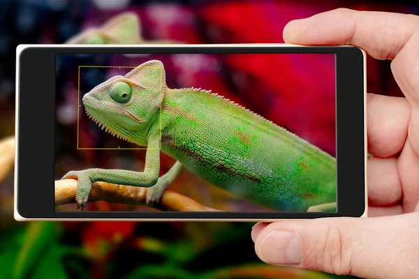 Grön Kameleont Smartphone Skärmen — Stockfoto