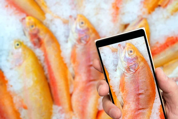 Rotbarsch Auf Dem Smartphone Bildschirm Fisch Auf Eis Verkauf Von — Stockfoto