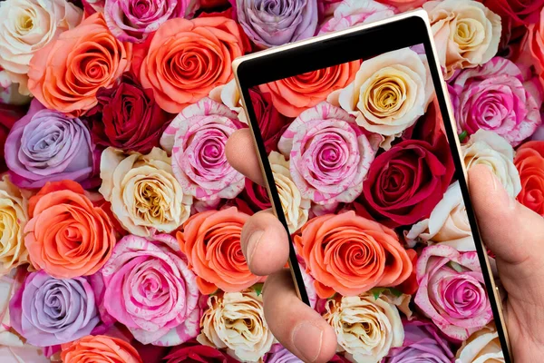 Beautiful pink roses on smartphone screen. Floral abstract background for wedding and engagement.