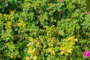 Dışarıda yetişen kırmızı böğürtlenli yeşil çalı
