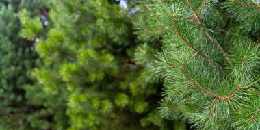 Dışarıda büyüyen yeşil ladin, yakın plan.