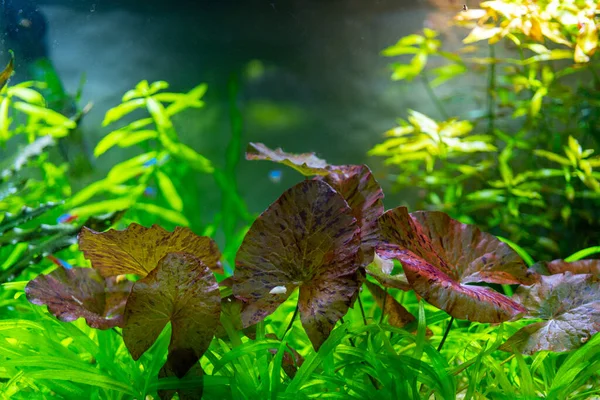 Parte Las Plantas Verdes Del Acuario Casero — Foto de Stock