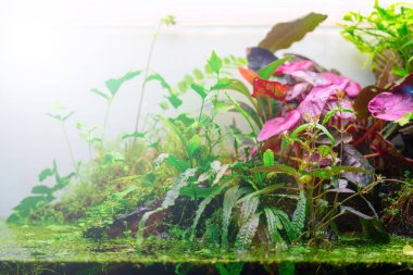 Ev akvaryumunun yeşil bitkilerinin bir parçası.