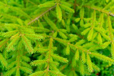 Dışarıda yetişen yeşil ladin.