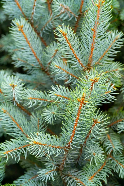 Green Spruce Growing Outdoors — Stock Photo, Image