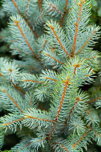 Épinette Verte Poussant Extérieur — Photo