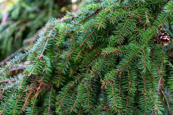 Green Spruce Growing Outdoors Closeup — Stock Photo, Image
