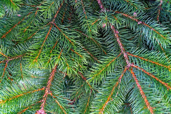 Green Spruce Growing Outdoors — Stock Photo, Image
