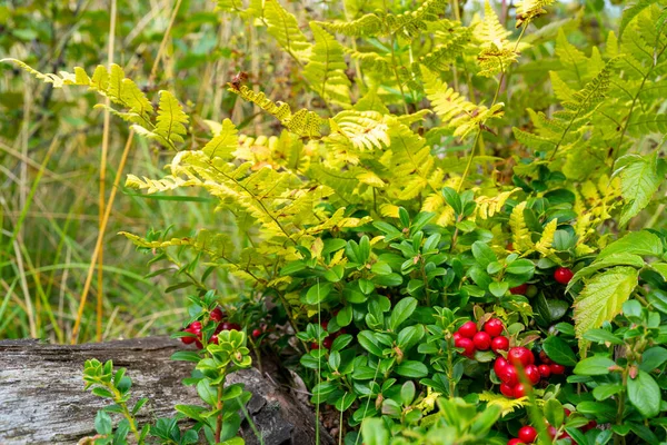 Green Bush Red Berries Growing Outdoors — Stock Photo, Image