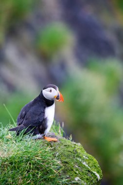 Faroe Adaları'nda puffin kuşları