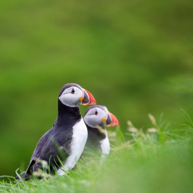 Faroe Adaları'nda puffin kuşları