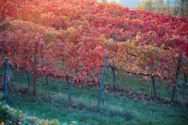 Sonbahar, Lambrusco Grasparossa üzüm bağları. Castelvetro di Modena, Emilia Romagna, İtalya