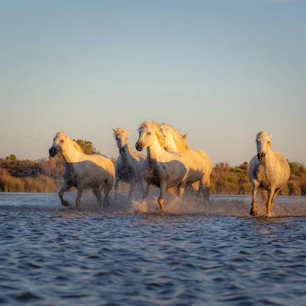 Camarguen Valkoiset Hevoset Juoksevat Vapaana Vedessä Aigues Mortes Etelä Ranska — kuvapankkivalokuva