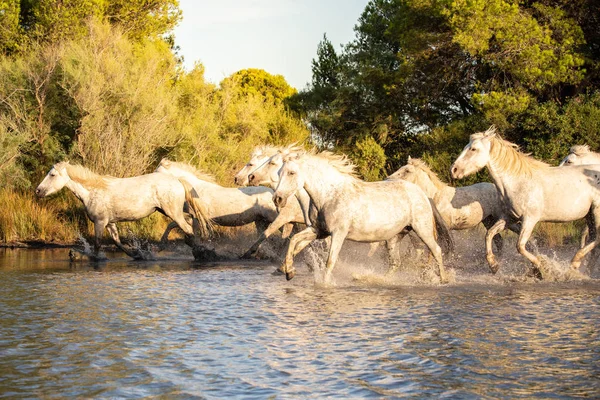Camargue Weiße Pferde Die Frei Auf Dem Wasser Laufen Aigues — Stockfoto