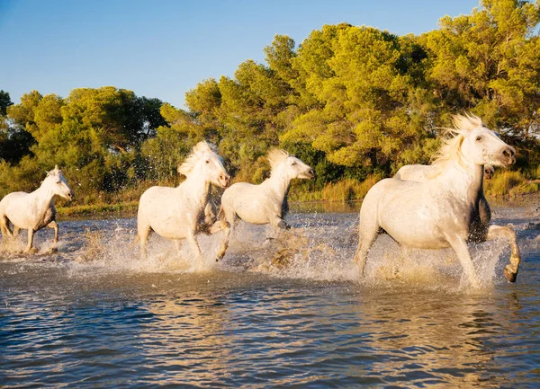 Camargue Weiße Pferde Die Frei Auf Dem Wasser Laufen Aigues — Stockfoto