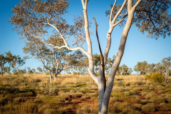 Australian Erämaassa Puu Pensas Punaisessa Keskustassa Australia — kuvapankkivalokuva