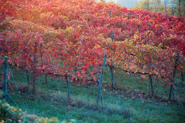 秋天的葡萄园 兰布鲁斯科 格拉斯帕罗萨 Castelvetro Modena Emilia Romagna 意大利 — 图库照片