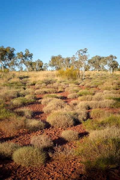 Australsk Villmark Rød Sand Grønn Busk Sentral Australia – stockfoto