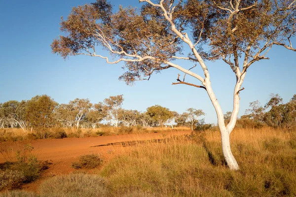 Australsk Villmark Rød Sand Grønn Busk Sentral Australia – stockfoto
