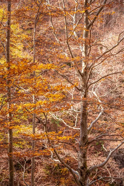 Dardagna Bologna Foliage Italian Appennines Italy — Stock Photo, Image