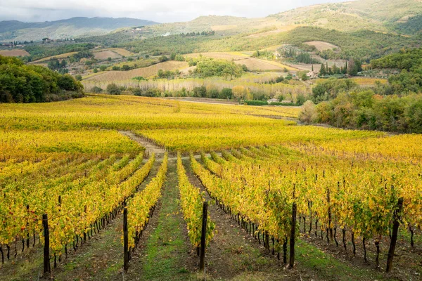 ภาค Chianti Tuscany ตาล สวนอง นในฤด ใบไม — ภาพถ่ายสต็อก