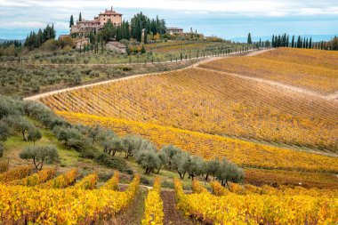 Sonbaharda gün batımında altın üzüm bağları. Chianti Bölgesi, Toskana, İtalya