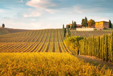 Golden vineyards in autumn at sunset. Chianti Region, Tuscany, Italy clipart