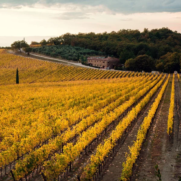 Vignobles Dorés Automne Coucher Soleil Région Chianti Toscane Italie — Photo